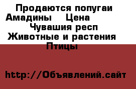 Продаются попугаи «Амадины» › Цена ­ 2 000 - Чувашия респ. Животные и растения » Птицы   